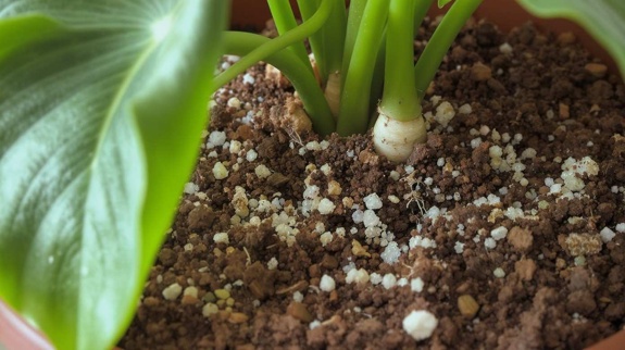 Best Soil